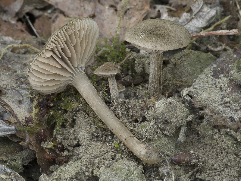 Entoloma sarcitum